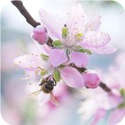 春日桃花指数有多高
